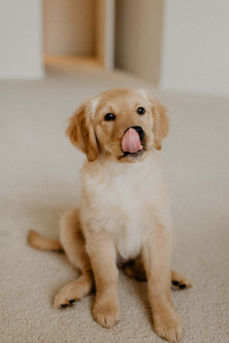 Puppy Background Wallpaper