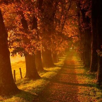 Autumn Walk Road iPad Wallpaper iPhone