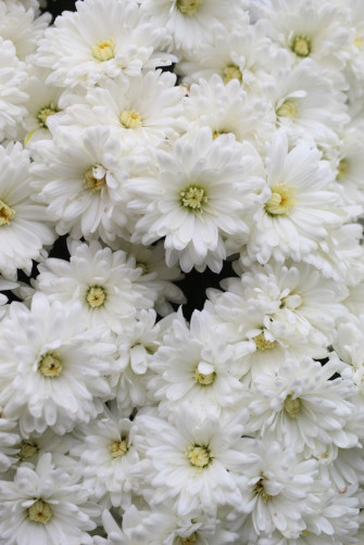 White Flower Wallpaper For iPhone