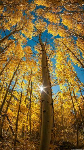 Autumn Woods iPhone Wallpaper HD Nature Plus Background