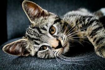 Sleeping Cat Pictures Image