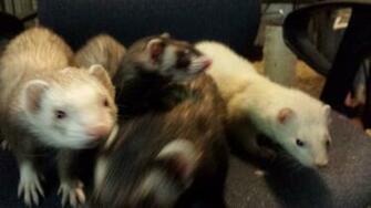 Cute Ferrets
