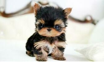 Pomeranian Puppies Teacup Yorkie