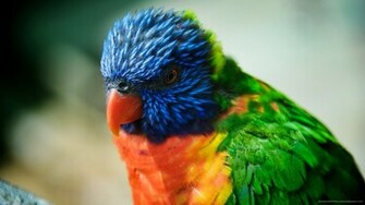 Submit Use Picky Wallpaper Rss