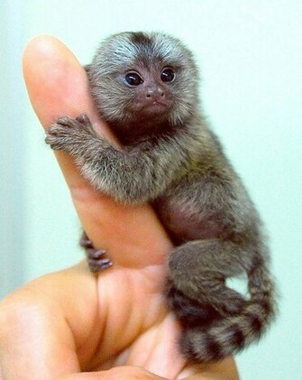 Baby Finger Monkeys Image Pictures Becuo