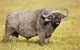 Buffalo Wallpaper HD