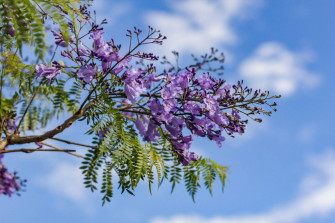 Purple Tree Wallpaper