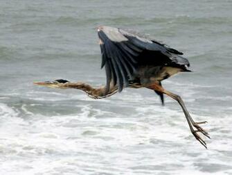 Index Of Animals G Great Blue Herron Wallpaper