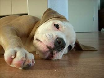 Old English Bulldog Dog Wallpaper In Pet Category