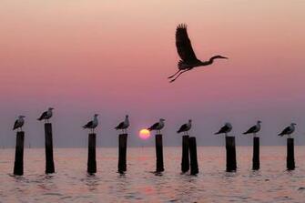Chesapeake Bay Wallpaper