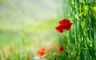 Poppy Computer Wallpaper Desktop Background