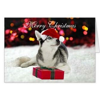 Siberian Husky Christmas Card