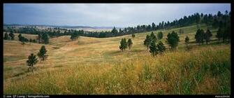 Prairie Hills And Ponderosa Pine Trees Wind Cave National Park