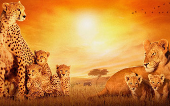 African Animals Wallpaper