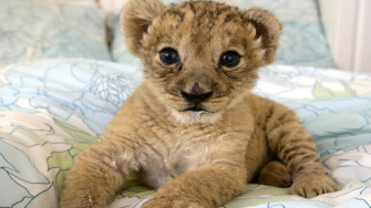 Top Baby Lion Wallpaper Full HD 4k To Use