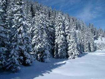 Scenic Winter Landscape With A Snow Covered Forest Of Pine Trees