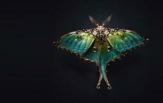 Wallpaper Art Moth Brooch Sasha Vinogradova Jewel Image
