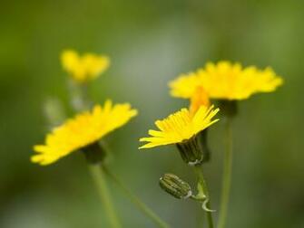 Yellow Flowers Wallpaper Plant Desktop Background