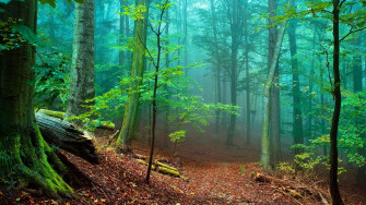 Forest Anime Background Image In Collection