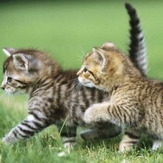 These Cubs Can Be Dangerous No Matter How Cute They Look