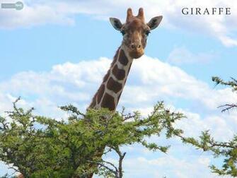 Giraffe Wallpaper Animal Spot