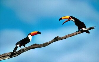 Toucan Wallpaper Weddingdressin