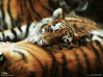 National Geographic If You Want To Go Far Together