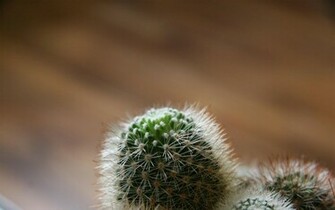 Christmas Cactus Plants Wallpaper