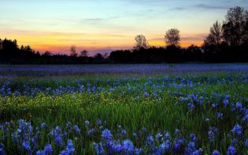Sunset Flowers Field Wildflowers Wallpaper