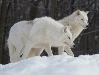 Arctic Wolf Wallpaper