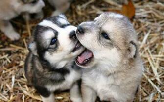 Adorable Husky Puppies Fun Animals Wiki Videos