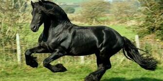 Home American Quarter Horse Wallpaper HD