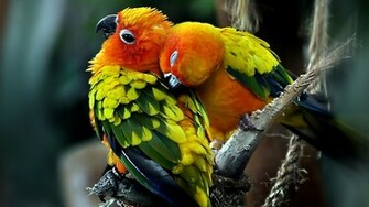 Birds Beautiful Colorful Bird Wallng Wallpaper