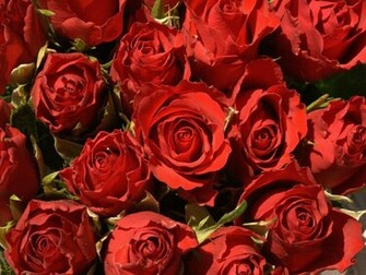Flowers For Flower Lovers Beautiful Rose Wallpaper