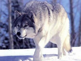 White Wolf Wallpaper For Desktop Background Start
