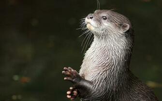 Otter Wallpaper