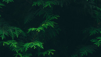 Green Aesthetic Background HD Net