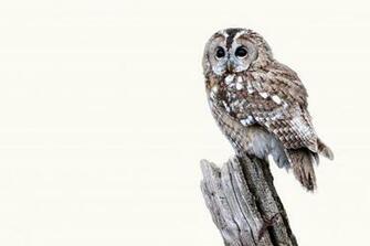 Owl Computer Wallpaper Desktop Background Id