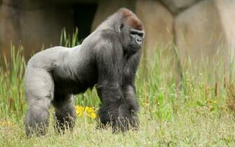 Gorilla Full HD Wallpaper And Background Id