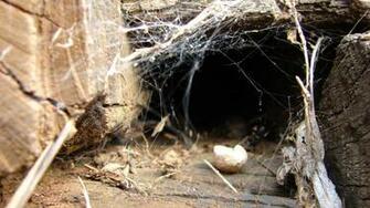 Black Widow Spider Facts Wallpaper Picture