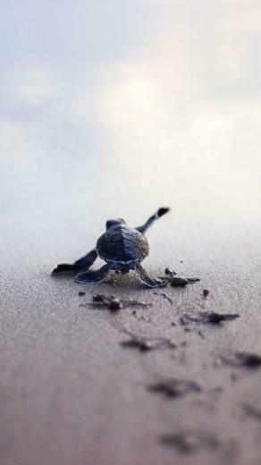 Baby Ocean Turtle Struggling To Get The Survive