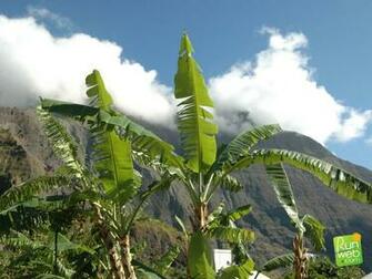 Banana Tree