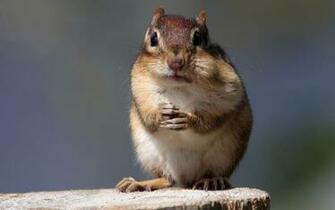 Chipmunk Wallpaper HD