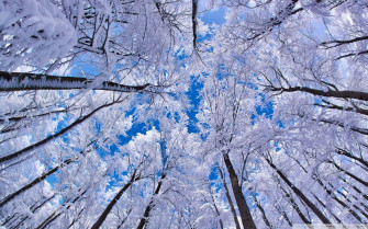 Winter Solstice Wallpaper