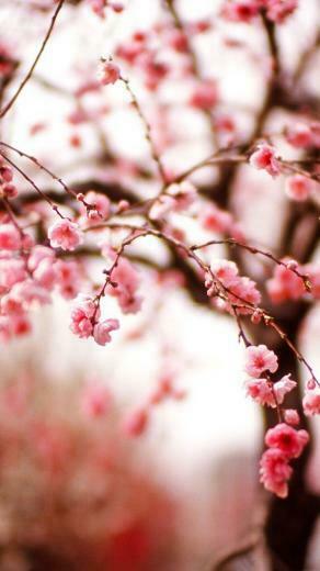 Spring iPhone Wallpaper