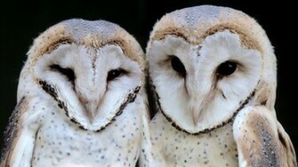 HD Animal Wallpaper Of Two White Owls Owl