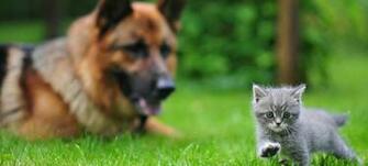 Humane Society Of Johnson County Be Amazing Adopt Your New Friend
