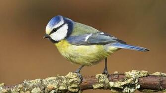 Birds Blue Tit Ocp0