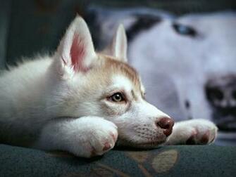Desktop Wallpaper Husky HD In Animal Was Added To Gallery