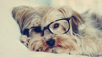 Wallpaper Glasses Yorkshire Terrier HD 1080p Upload At